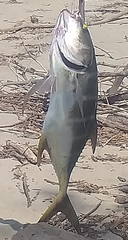 Caranx caninus