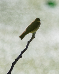 Stelgidopteryx ruficollis