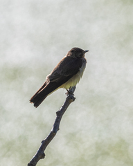 Stelgidopteryx ruficollis