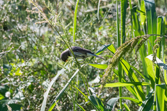 Sporophila caerulescens