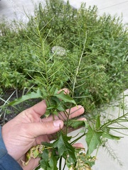 Sisymbrium erysimoides