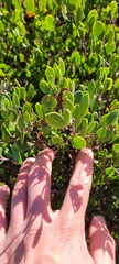 Arctostaphylos hookeri hookeri