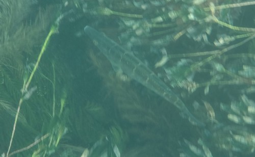 Haletta semifasciata