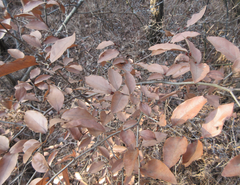Lindera glauca