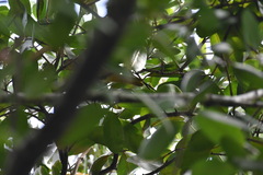 Icterus spurius