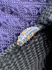 Coccinella septempunctata