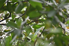 Icterus spurius