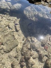 Stegastes acapulcoensis