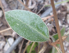 Elaeagnus macrophylla