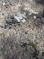 Pharnaceum aurantium