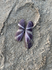 Bivalvia