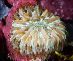 Heliofungia fralinae