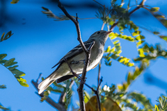Elaenia parvirostris