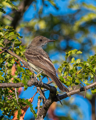 Myiarchus swainsoni