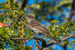 Myiarchus swainsoni
