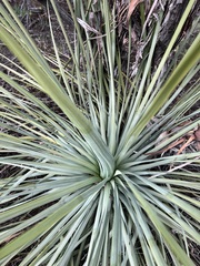 Hesperoyucca whipplei