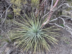 Hesperoyucca whipplei