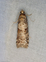 Harmologa
