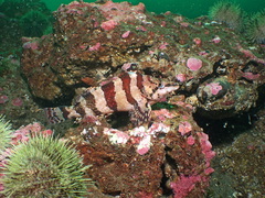 Oxylebius pictus