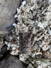 Panulirus inflatus