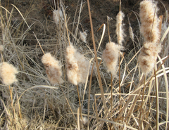 Typha orientalis
