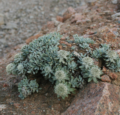 Saussurea gnaphalodes