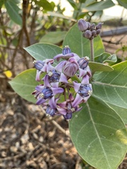 Calotropis gigantea