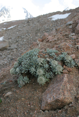 Saussurea gnaphalodes