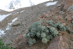 Saussurea gnaphalodes