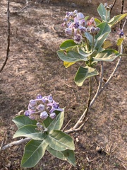 Calotropis gigantea