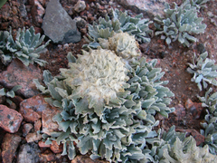 Saussurea gnaphalodes