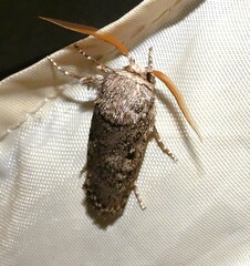 Cryptophasa irrorata