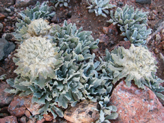 Saussurea gnaphalodes
