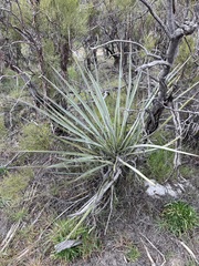 Yucca schidigera