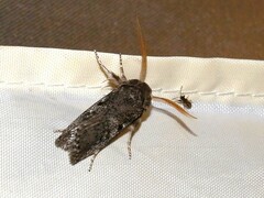 Cryptophasa irrorata