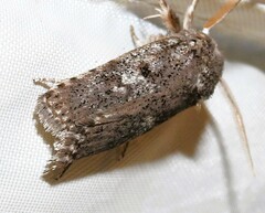 Cryptophasa irrorata