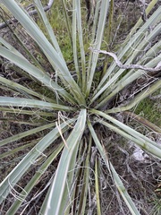 Yucca schidigera