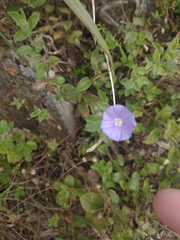 Convolvulus sabatius