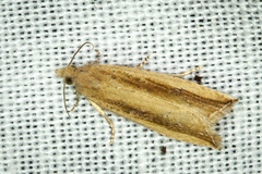 Bactra