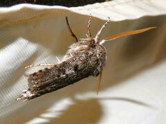 Cryptophasa irrorata