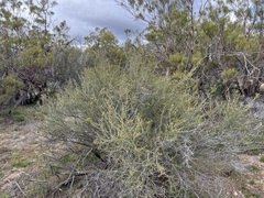 Adenostoma fasciculatum