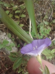 Convolvulus sabatius