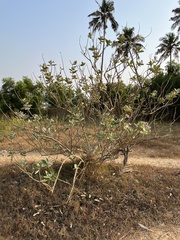 Calotropis gigantea