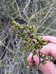 Adenostoma fasciculatum