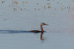 Podiceps major