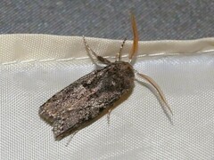 Cryptophasa irrorata