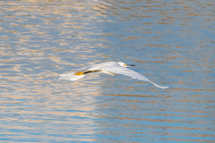 Egretta thula