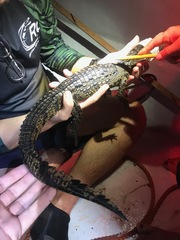 Crocodylus acutus