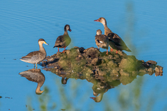 Amazonetta brasiliensis