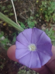 Convolvulus sabatius